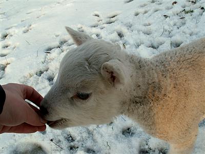 fingerlicking good