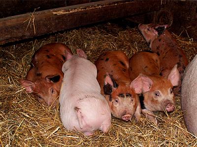 The piglets featuring Groucho