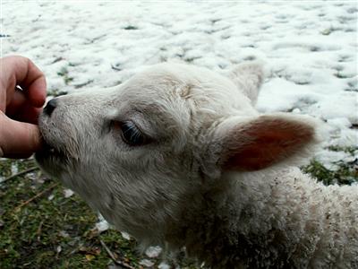 lamb eating raisin