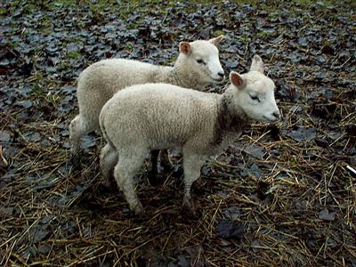 lambs in the mud