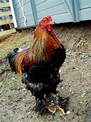 Olsen the rooster