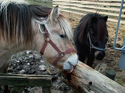 The horse's tongue