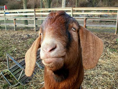 funny goat faces