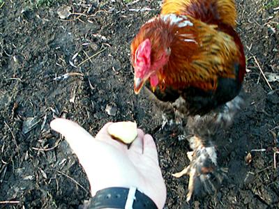 Olsen eating from my hand