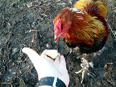 Olsen eating from my hand