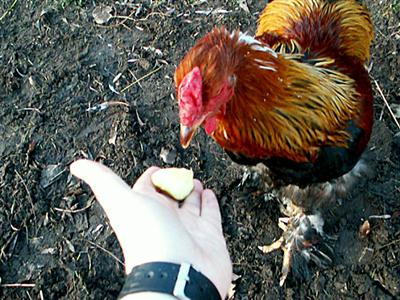 Olsen eating from my hand