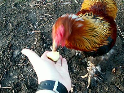 Olsen eating from my hand