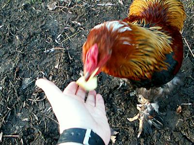 Olsen eating from my hand