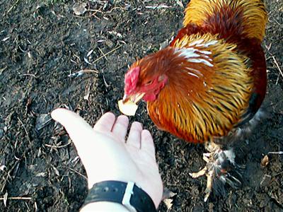 Olsen eating from my hand