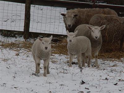 more cute lambs