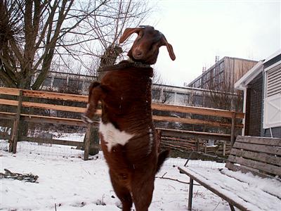 fierce goat jumping