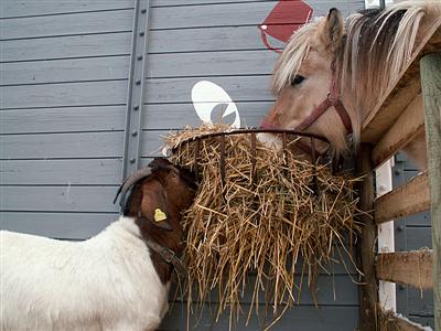 goat sharing hay with horse