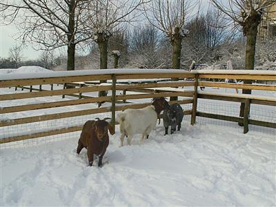 goats in the snow