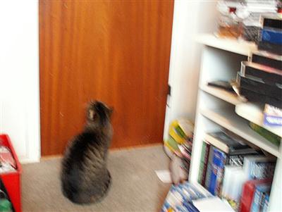 cat at the door