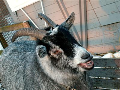 goat's got your tongue