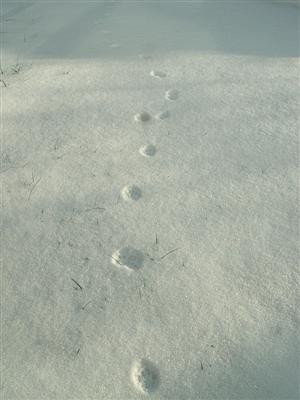 cat left footprints