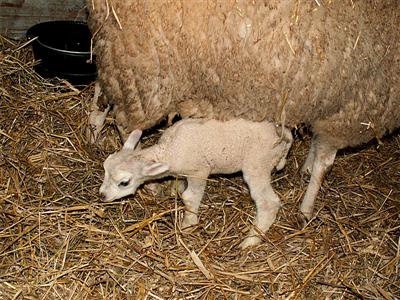 a  new lamb at the playground