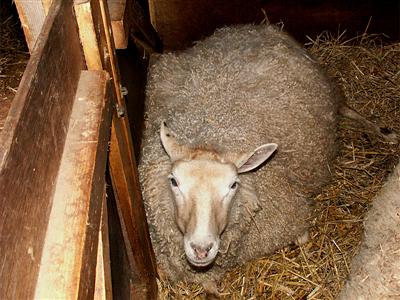 pregnant sheep