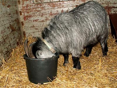 goat in a bucket