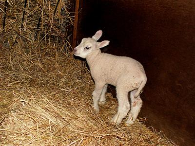 the new lamb