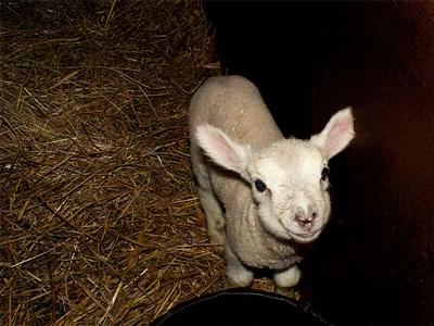 the new lamb
