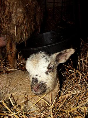 lamb pics galore