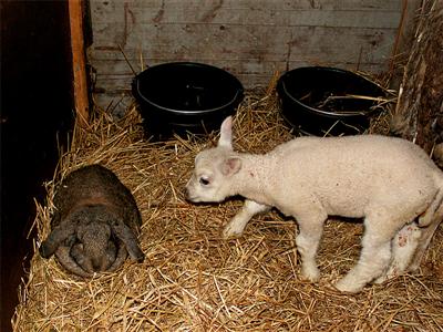 lamb and bunny