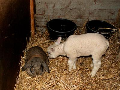 lamb and bunny