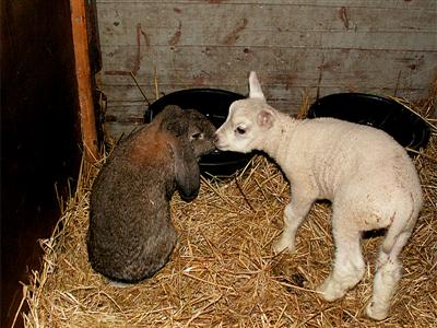 lamb and bunny