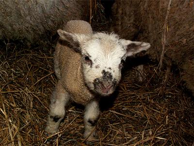 lamb pics galore