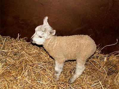 lamb pics galore