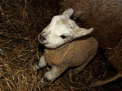 lamb pics galore