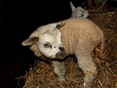 lamb pics galore