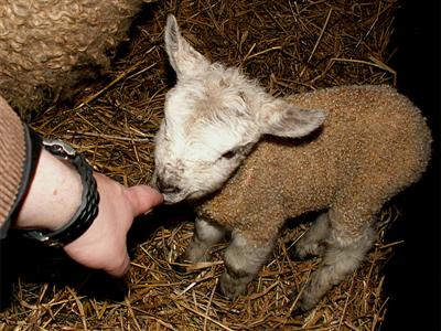 lamb and finger