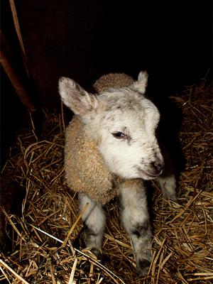 lamb smiling