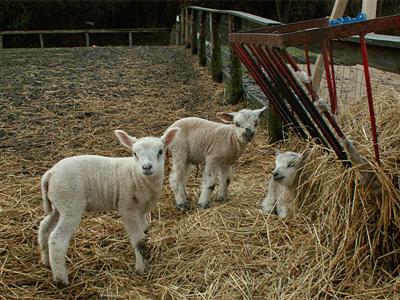 three cute lambs