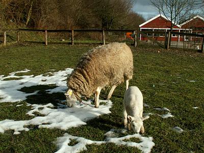 a little lamb and a little snow