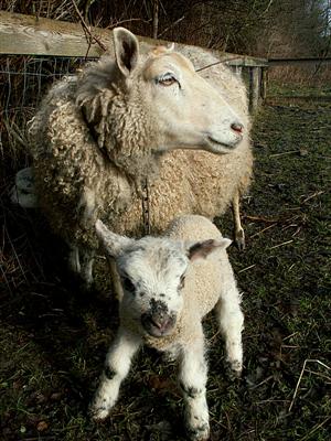 spotted lamb and mother