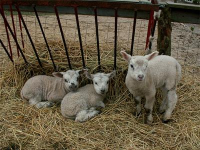 pretty lambs