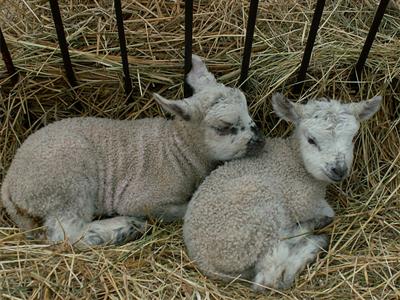 pretty lambs