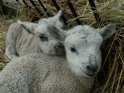 pretty lambs