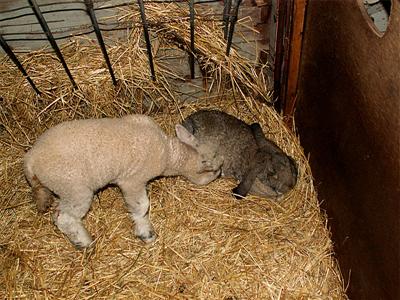 lamb and bunny