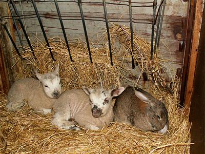 lambs and bunny