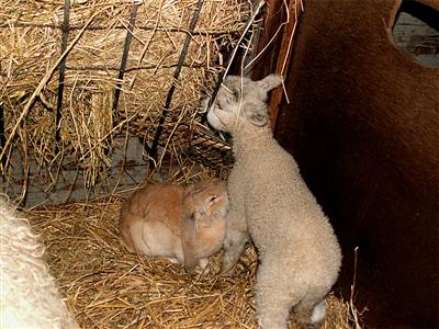 bunny and lamb