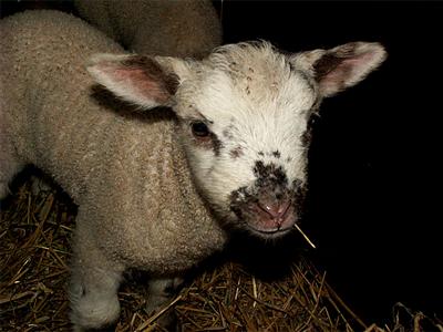 Flotte the lamb