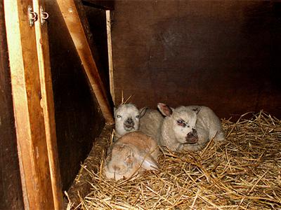 bunny + lambs