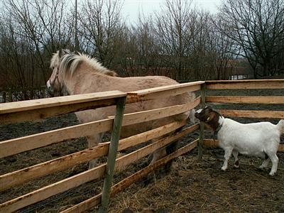 horse breaking fence