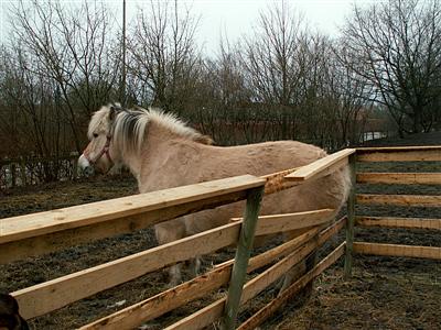 horse breaking fence