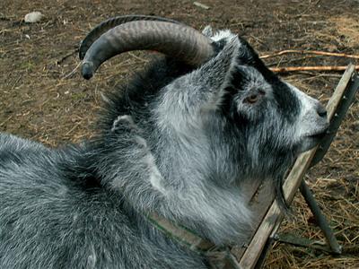 wooly goat