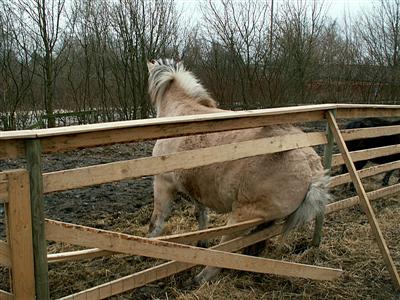 horse and fence